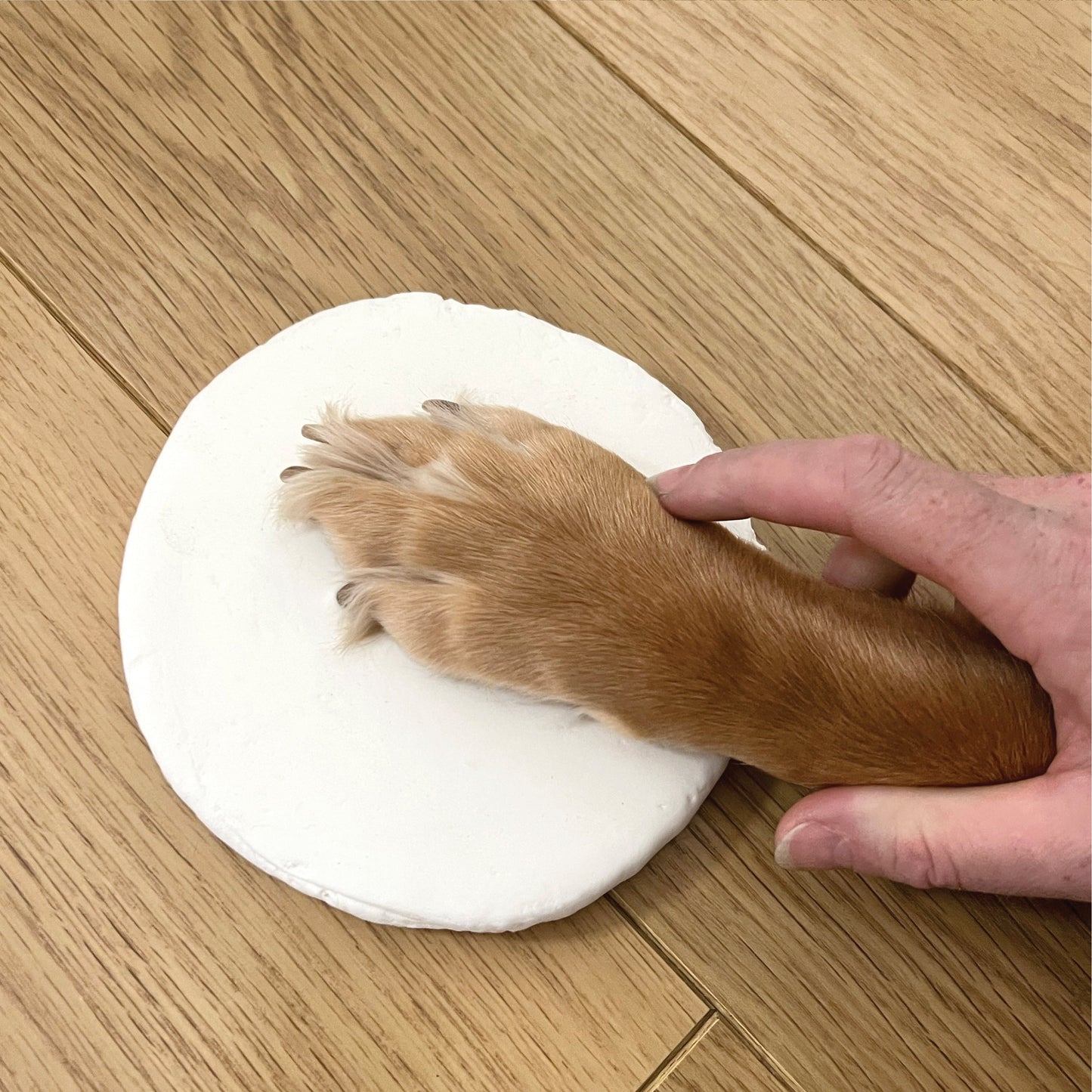 Complete Puppy/Kitten Keepsake Kit - Oh So Precious