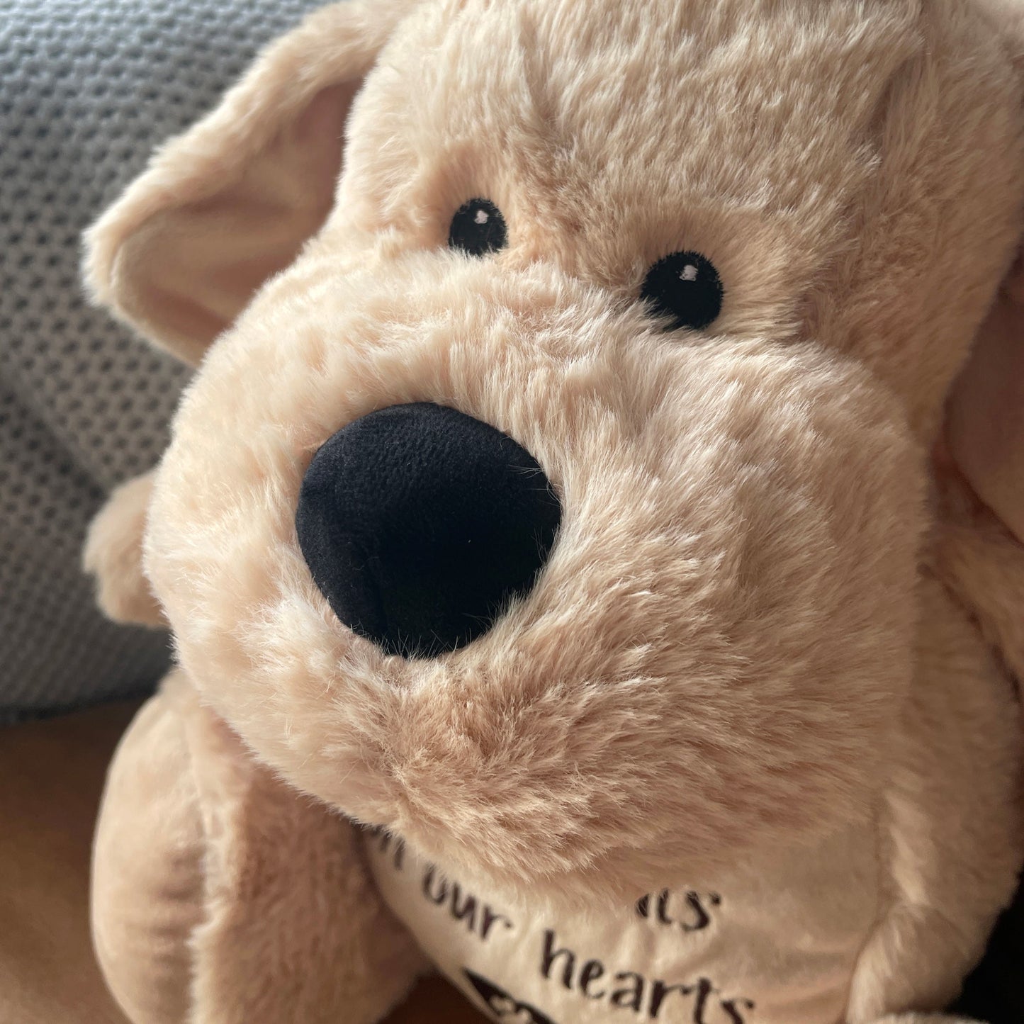 Comfort Dog - Oh So Precious