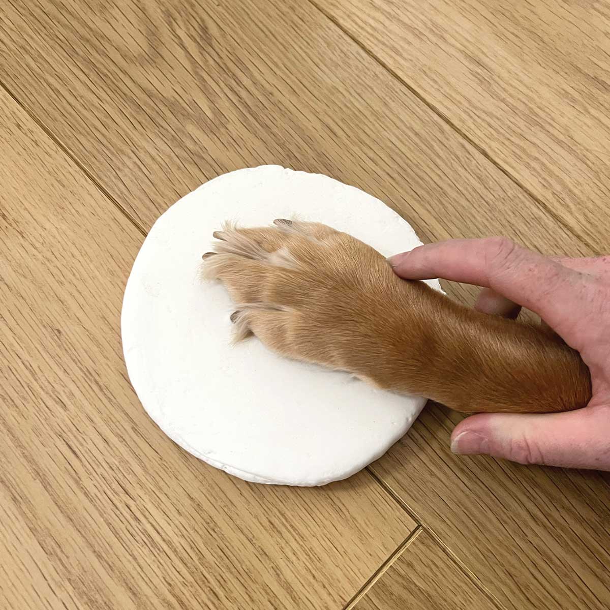 Clay Pet Paw Impression Moulding Kit - Oh So Precious
