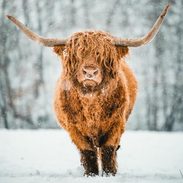 Highland Cow in the Snow