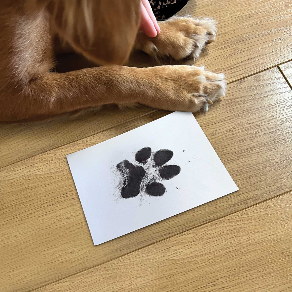Complete Pet Keepsake Kit - Oh So Precious