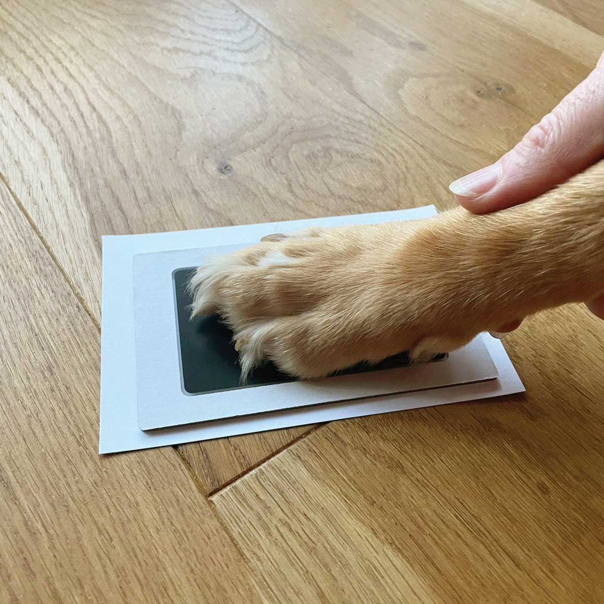 Complete Pet Keepsake Kit - Oh So Precious